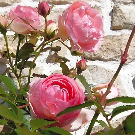 Le Clos De La Vigne 3* Montreuil (Pays de la Loire)