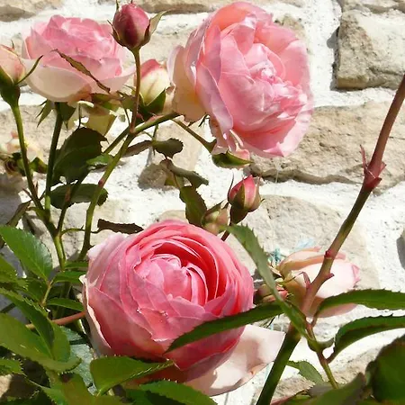 住宿加早餐酒店 Le Clos De La Vigne Montreuil (Pays de la Loire)